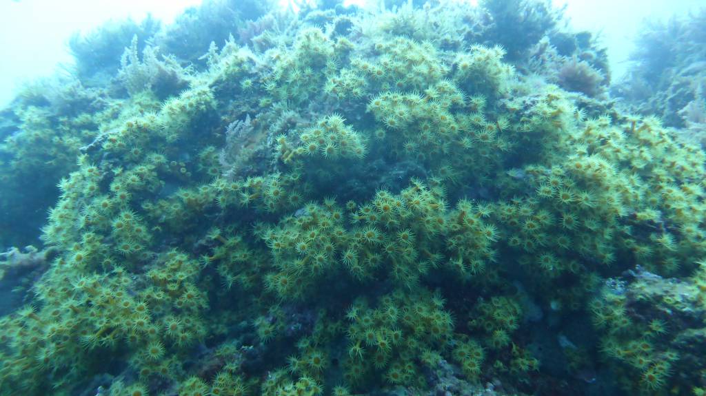 Des mimosas subaquatiques